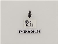 藏品(步行蟲(2))的圖片